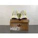 Pharrell x adidas Adistar Jellyfish "Yellow " 